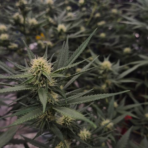 Gorilla Rainbow #1 growlog timeline photo