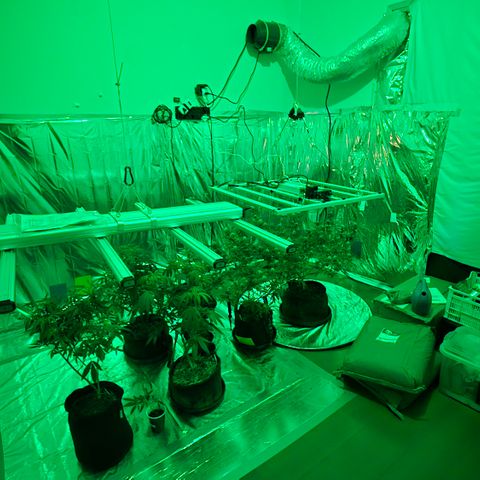 Gorilla Rainbow #1 growlog timeline photo