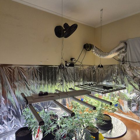 Gorilla Rainbow #1 growlog timeline photo