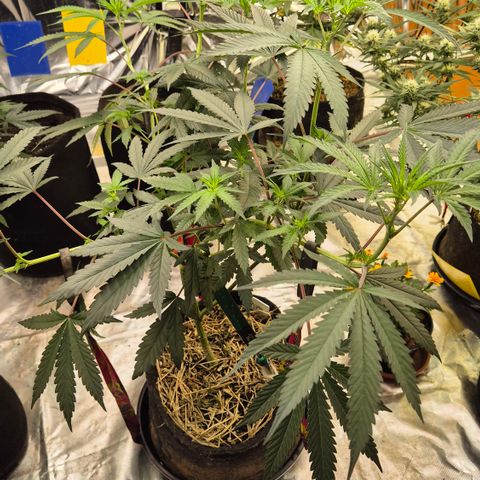 Gorilla Rainbow #1 growlog timeline photo