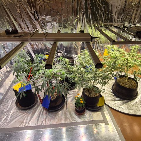 Gorilla Rainbow #1 growlog timeline photo