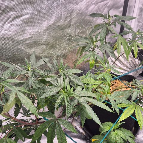 Apples and Bananas growlog timeline photo