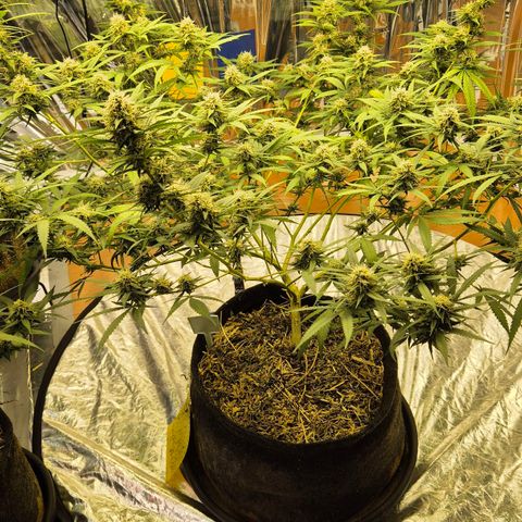 Gorilla Rainbow #1 growlog timeline photo