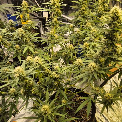 Gorilla Rainbow #2 growlog timeline photo