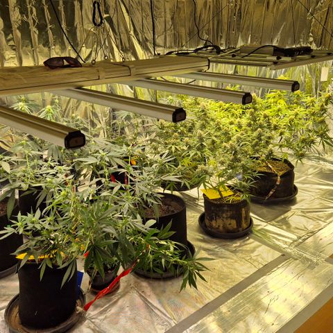 Gorilla Rainbow #1 growlog timeline photo