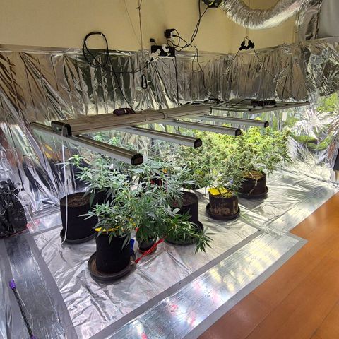 Gorilla Rainbow #1 growlog timeline photo