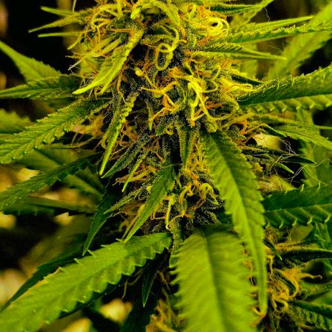 Gorilla Rainbow #1 growlog timeline photo