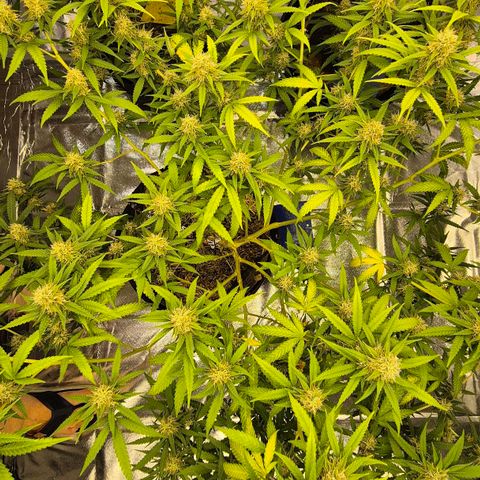 Gorilla Rainbow #1 growlog timeline photo