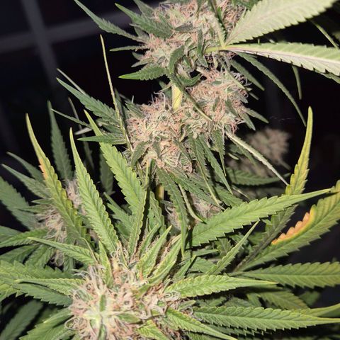 Gorilla Rainbow #1 growlog timeline photo