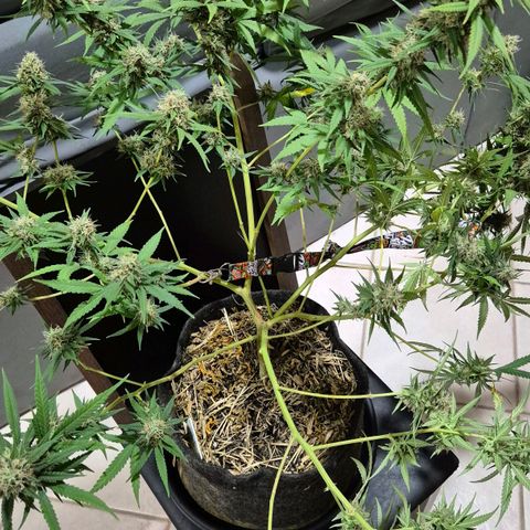 Gorilla Rainbow #1 growlog timeline photo