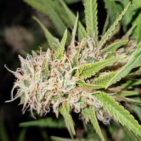 Gorilla Rainbow #1 growlog timeline photo