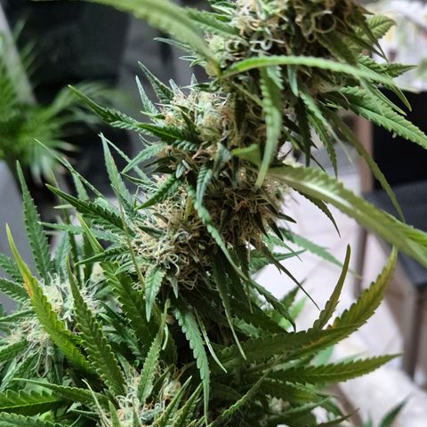Gorilla Rainbow #1 growlog timeline photo