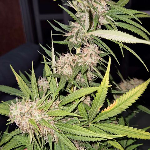 Gorilla Rainbow #1 growlog timeline photo