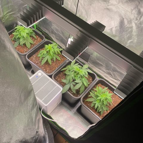 Diesel Automatic growlog timeline photo