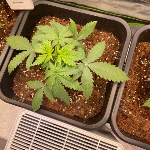 Diesel Automatic growlog timeline photo