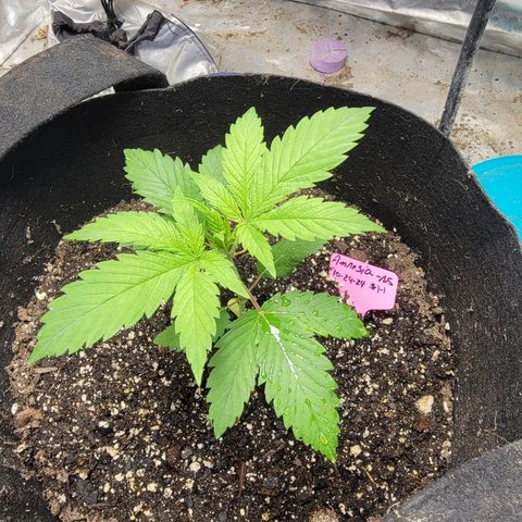 Budina growlog photo: 25cm