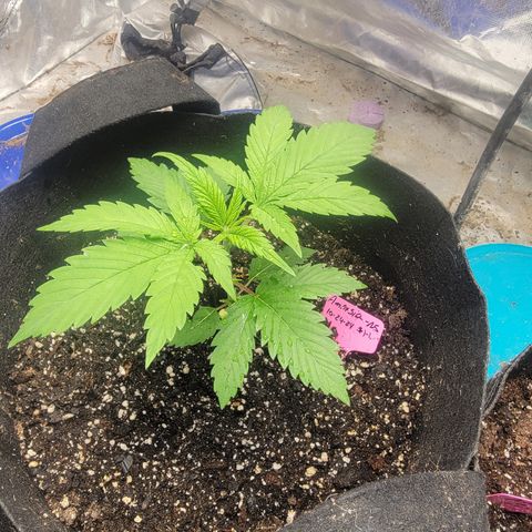 Budina growlog photo: 3 wweks