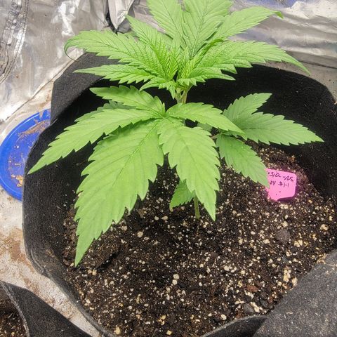 Budina growlog photo: 170cm