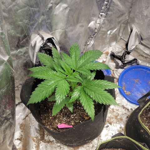 Budina growlog photo: 300cm
