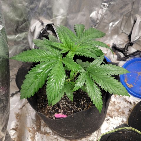 Budina growlog photo: 300cm