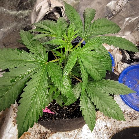 Budina growlog timeline photo