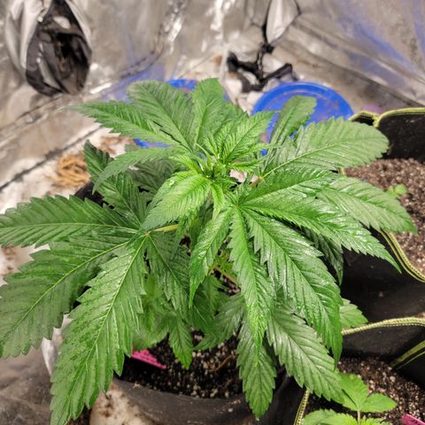 Budina growlog timeline photo