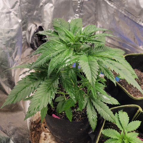 Budina growlog photo: 460cm
