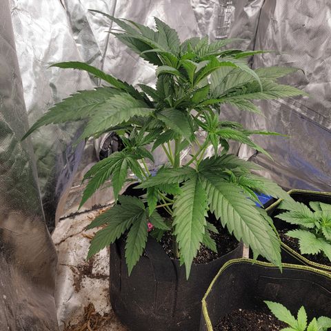 Budina growlog photo: 510cm