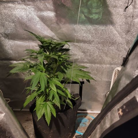 Budina growlog photo: 820cm (2.5') tall last day of vegetation