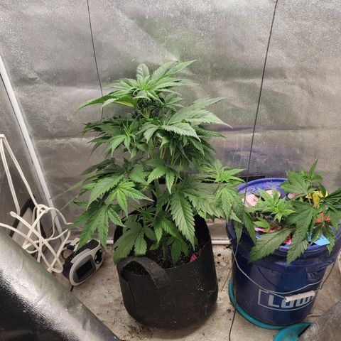 Budina growlog photo: 400cm from light