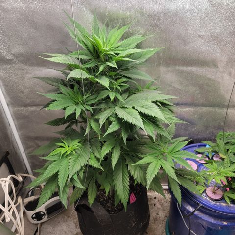 Budina growlog photo: 900cm