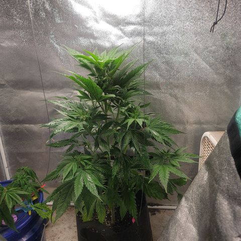 Budina growlog photo: 900cm