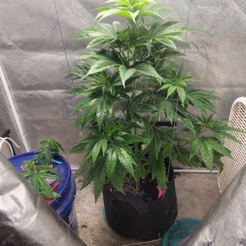 Budina growlog photo: 920cm