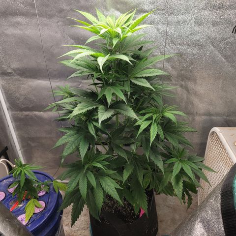 Budina growlog timeline photo