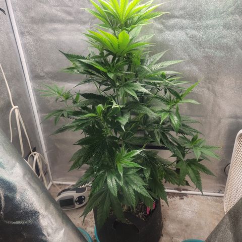 Budina growlog photo: 1080cm