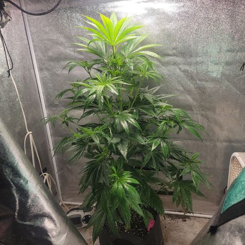 Budina growlog photo: 1020cm