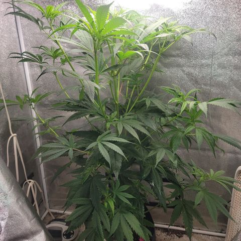 Budina growlog photo: 1170cm