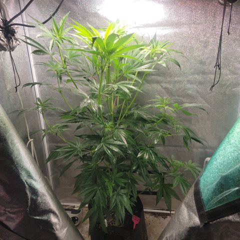 Budina growlog photo: 1220cm