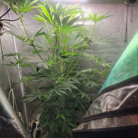 Budina growlog timeline photo
