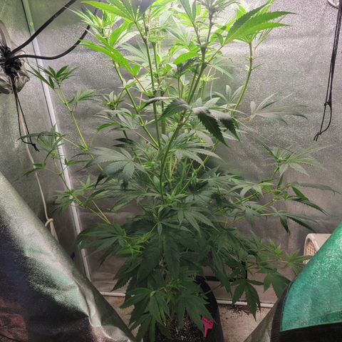 Budina growlog timeline photo