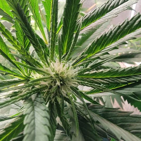 Budina growlog timeline photo