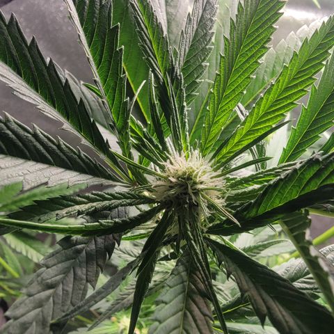 Budina growlog timeline photo