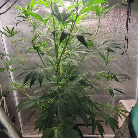 Budina growlog timeline photo