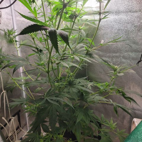 Budina growlog timeline photo
