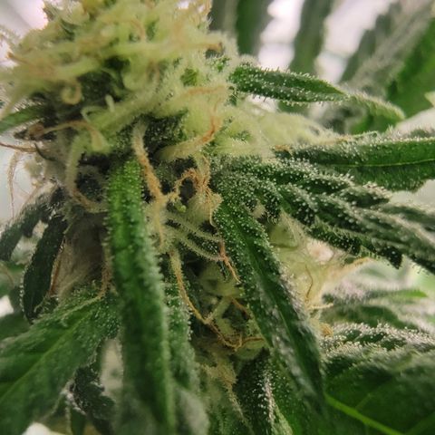 Budina growlog timeline photo