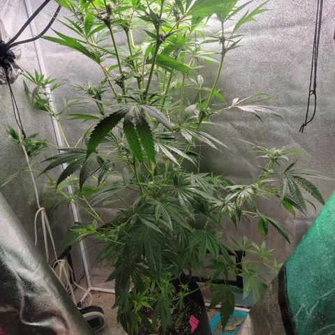 Budina growlog timeline photo