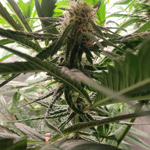 Budina growlog timeline photo