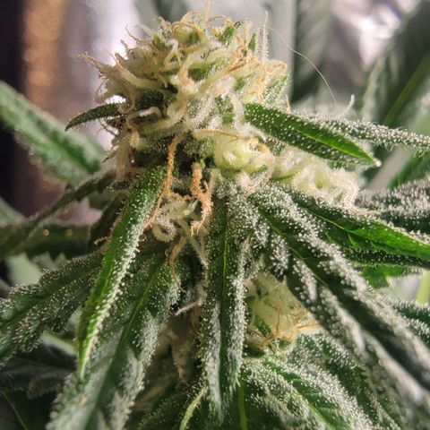 Budina growlog timeline photo