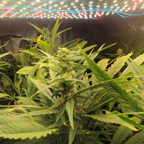 Budina growlog timeline photo
