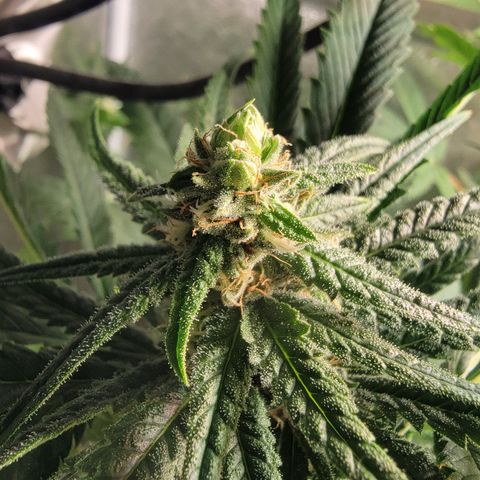 Budina growlog timeline photo